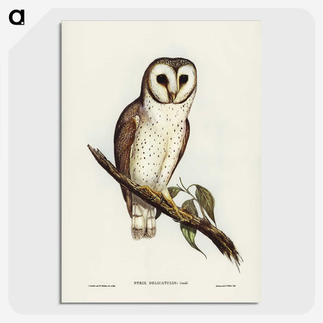 2-76_John-Gould_picture-crop
