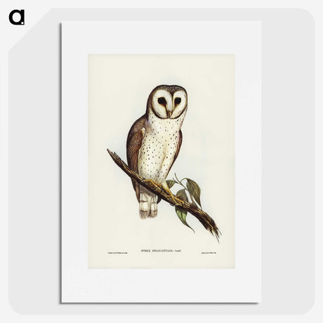 2-76_John-Gould_picture