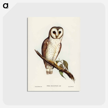 アートポストカード-Delicate Owl
 - ジョン グールド Postcard.