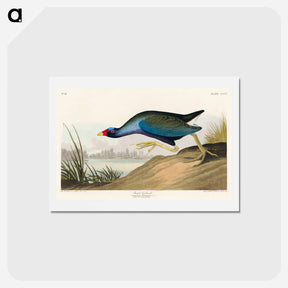 アートポストカード-Purple Gallinule
 - ジョン ジェームス オーデュボン Postcard.