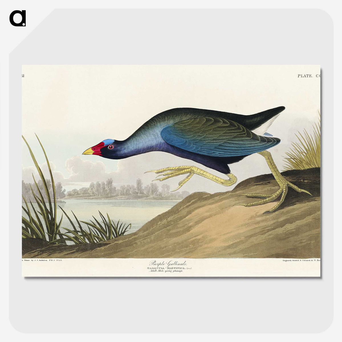 2-76_John-James-Audubon_picture-crop