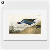 2-76_John-James-Audubon_picture
