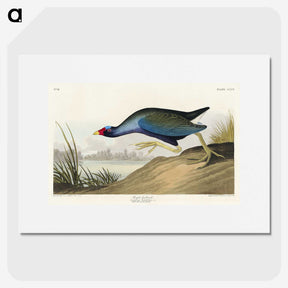2-76_John-James-Audubon_picture