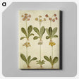 2-76_Maria-Sibylla-Merian_canvas