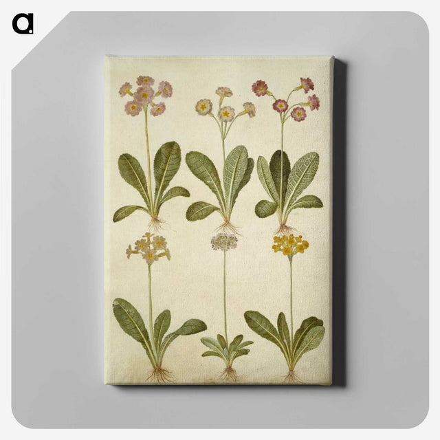 2-76_Maria-Sibylla-Merian_canvas