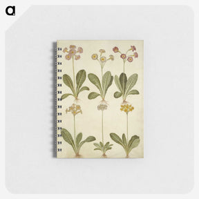 2-76_Maria-Sibylla-Merian_memo