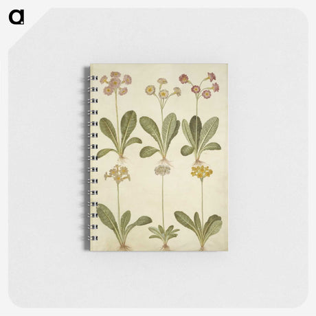 2-76_Maria-Sibylla-Merian_memo