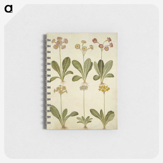 2-76_Maria-Sibylla-Merian_memo