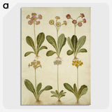 2-76_Maria-Sibylla-Merian_picture-crop