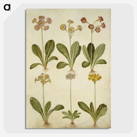 2-76_Maria-Sibylla-Merian_picture-crop