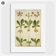 2-76_Maria-Sibylla-Merian_picture