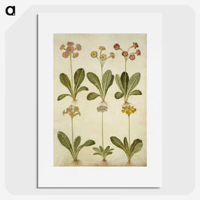 2-76_Maria-Sibylla-Merian_picture