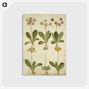 2-76_Maria-Sibylla-Merian_postcard