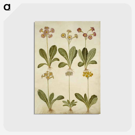 アートポストカード-Primula
 - マリア ジビーラ メーリアン Postcard.
