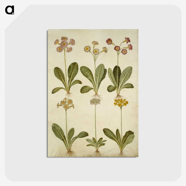 2-76_Maria-Sibylla-Merian_postcard
