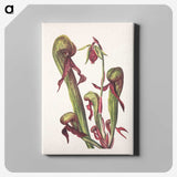 2-76_Mary-Vaux-Walcott_canvas