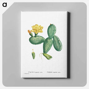 アートパネル-Cactus Opuntia Nana - ピエール ジョゼフ ルドゥーテ Canvas.