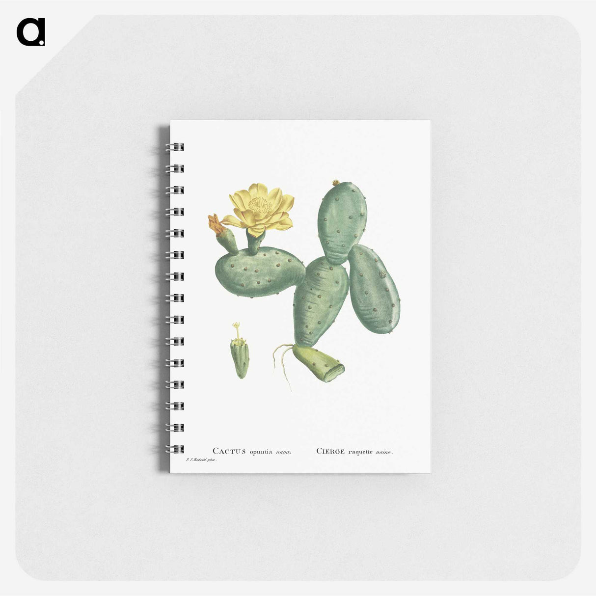 2-76_Pierre-Joseph-Redoute_memo