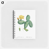 Cactus Opuntia Nana - ピエール ジョゼフ ルドゥーテ Memo.