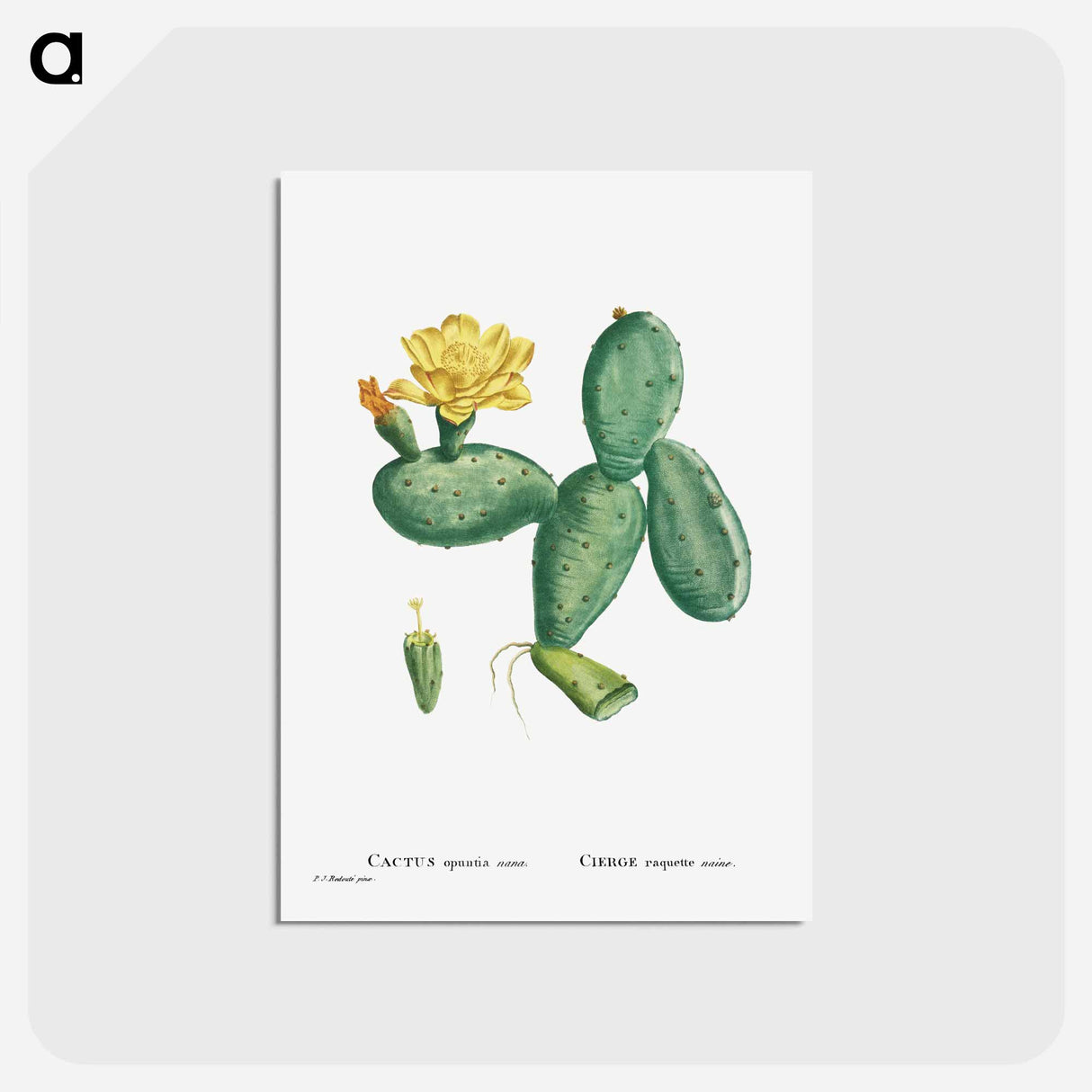 アートポストカード-Cactus Opuntia Nana - ピエール ジョゼフ ルドゥーテ Postcard.