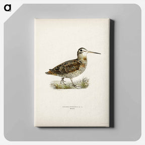 アートパネル-Eurasian Woodcock
 - スヴェンスカ フォグラル Canvas.
