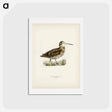 アートポストカード-Eurasian Woodcock
 - スヴェンスカ フォグラル Postcard.