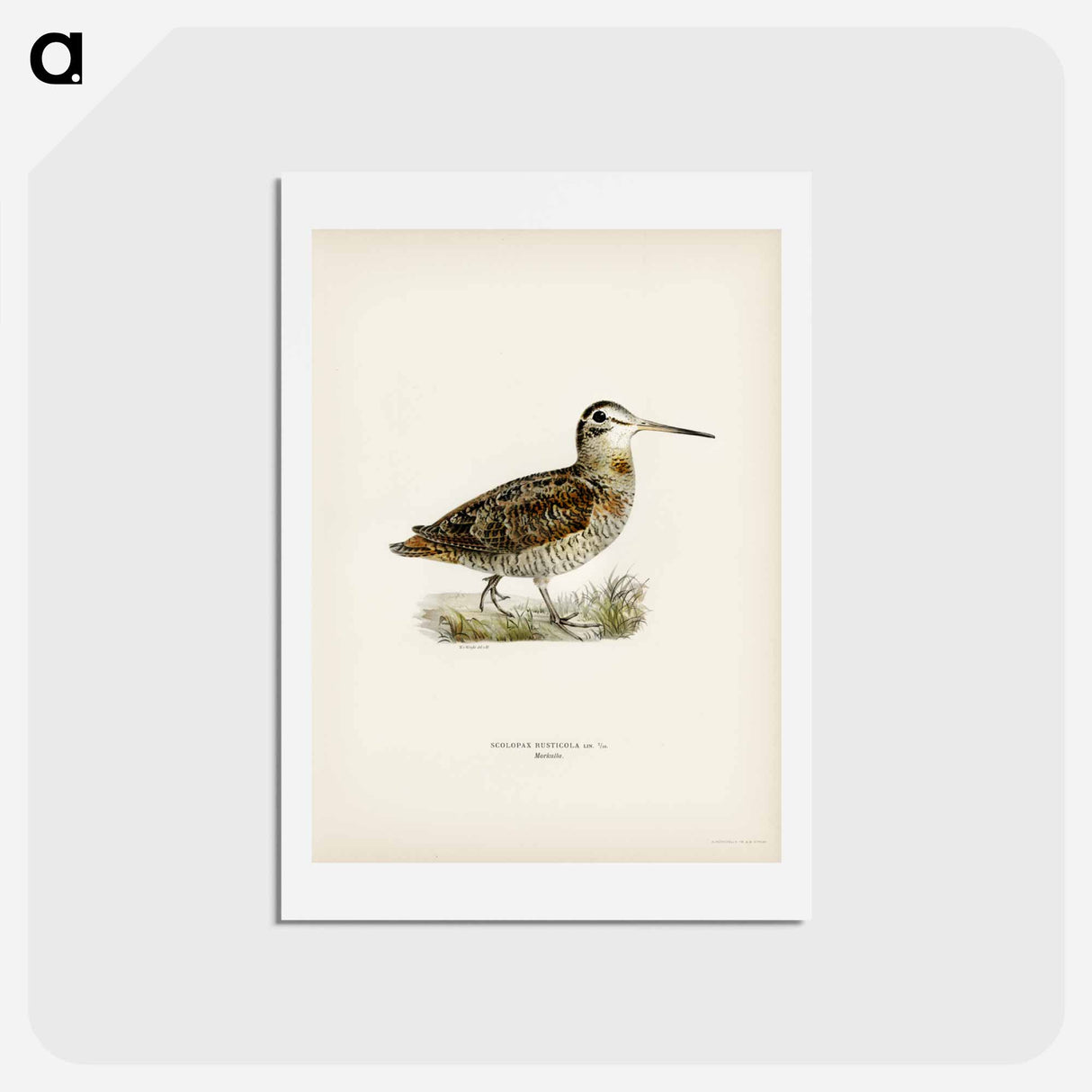 アートポストカード-Eurasian Woodcock
 - スヴェンスカ フォグラル Postcard.