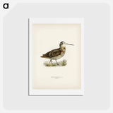 アートポストカード-Eurasian Woodcock
 - スヴェンスカ フォグラル Postcard.