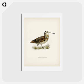 アートポストカード-Eurasian Woodcock
 - スヴェンスカ フォグラル Postcard.