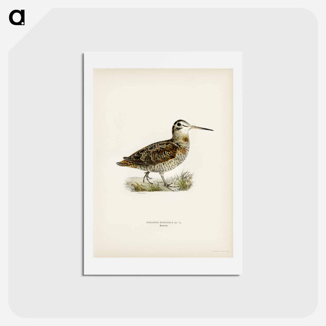 アートポストカード-Eurasian Woodcock
 - スヴェンスカ フォグラル Postcard.