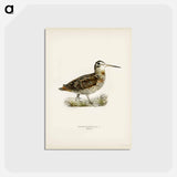 アートポストカード-Eurasian Woodcock
 - スヴェンスカ フォグラル Postcard.