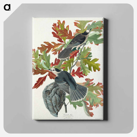 アートパネル-Canada Jay from Birds of America
 - アメリカの鳥たち Canvas.