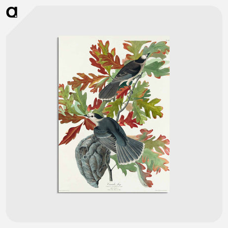 アートポストカード-Canada Jay from Birds of America
 - アメリカの鳥たち Postcard.