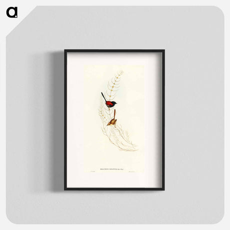 アートポスター-Brown's Wren
 - オーストラリアの鳥 Poster.