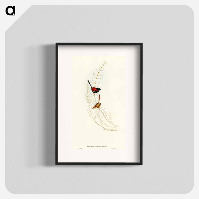 アートポスター-Brown's Wren
 - オーストラリアの鳥 Poster.