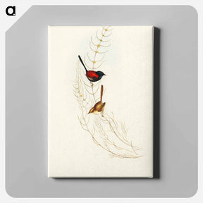 アートパネル-Brown's Wren
 - オーストラリアの鳥 Canvas.