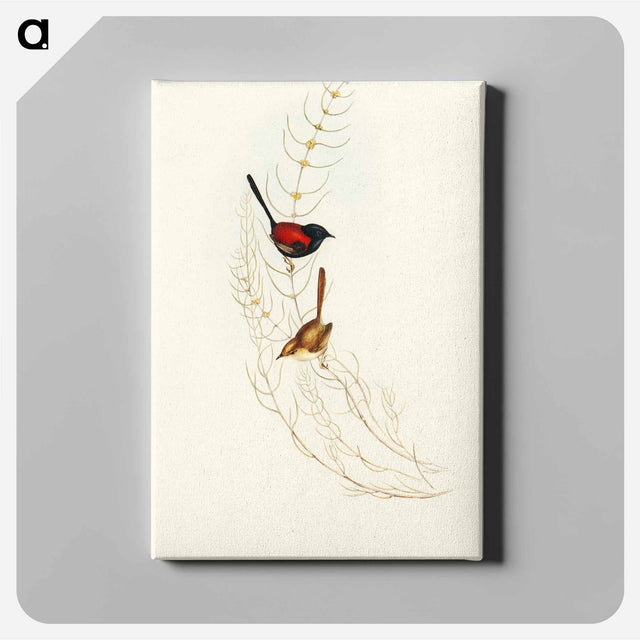 アートパネル-Brown's Wren
 - オーストラリアの鳥 Canvas.