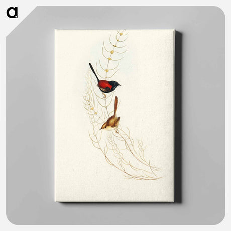 アートパネル-Brown's Wren
 - オーストラリアの鳥 Canvas.