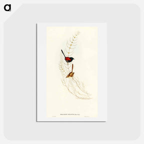 アートポストカード-Brown's Wren
 - オーストラリアの鳥 Postcard.