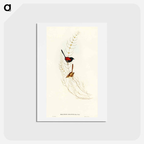 アートポストカード-Brown's Wren
 - オーストラリアの鳥 Postcard.