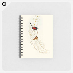 アートメモ帳-Brown's Wren
 - オーストラリアの鳥 Memo.