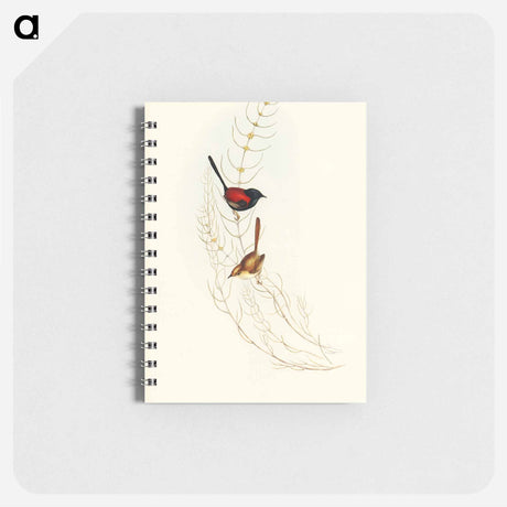 アートメモ帳-Brown's Wren
 - オーストラリアの鳥 Memo.