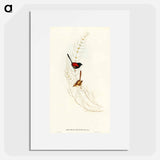 アートポスター-Brown's Wren
 - オーストラリアの鳥 Poster.