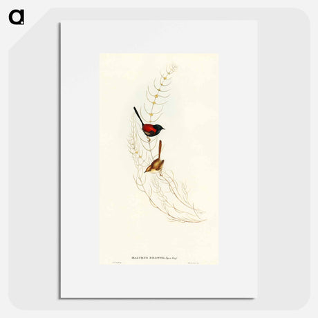 アートポスター-Brown's Wren
 - オーストラリアの鳥 Poster.
