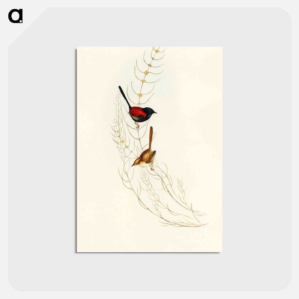 アートポストカード-Brown's Wren
 - オーストラリアの鳥 Postcard.