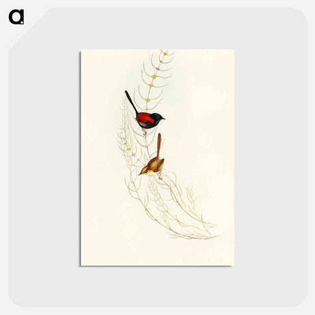 アートポストカード-Brown's Wren
 - オーストラリアの鳥 Postcard.