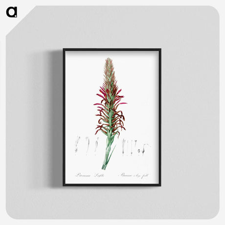 2-76_The-Lilies_blk-crop
