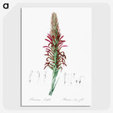 2-76_The-Lilies_picture-crop