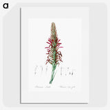 2-76_The-Lilies_picture
