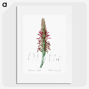 2-76_The-Lilies_picture